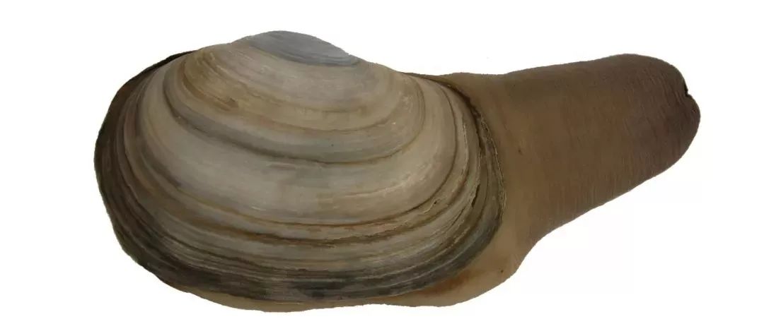 不认识这些海鲜,还敢说吃遍三亚?“三亚发布”能查海鲜限价哦~