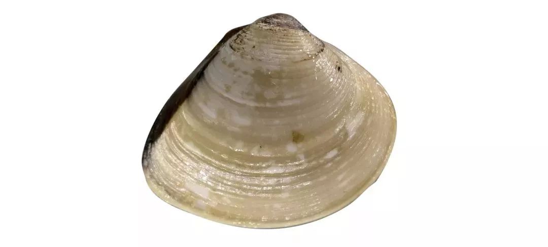 不认识这些海鲜,还敢说吃遍三亚?“三亚发布”能查海鲜限价哦~