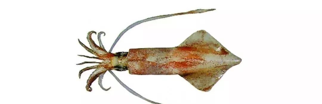 不认识这些海鲜,还敢说吃遍三亚?“三亚发布”能查海鲜限价哦~