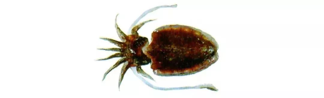 不认识这些海鲜,还敢说吃遍三亚?“三亚发布”能查海鲜限价哦~