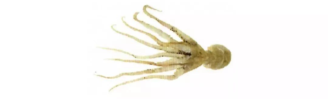 不认识这些海鲜,还敢说吃遍三亚?“三亚发布”能查海鲜限价哦~