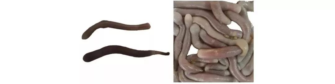 不认识这些海鲜,还敢说吃遍三亚?“三亚发布”能查海鲜限价哦~