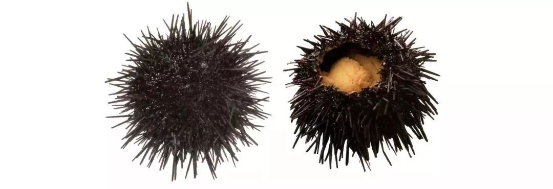 不认识这些海鲜,还敢说吃遍三亚?“三亚发布”能查海鲜限价哦~