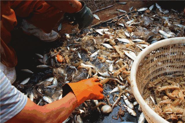 不认识这些海鲜,还敢说吃遍三亚?“三亚发布”能查海鲜限价哦~