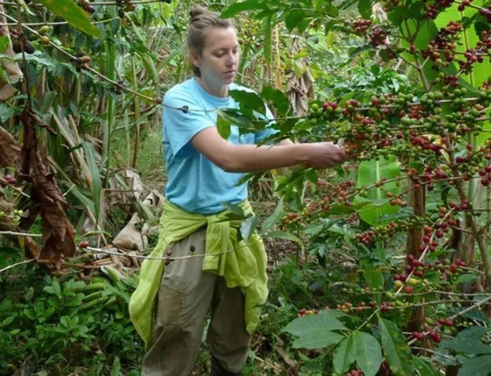 中国最大的咖啡种植产区,亚洲的咖啡产区特点