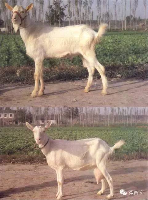 现在羊的品种最好的是什么品种,羊品种大全