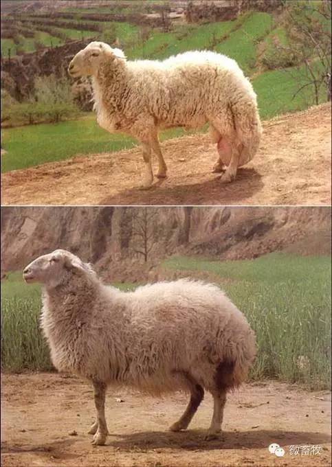 现在羊的品种最好的是什么品种,羊品种大全