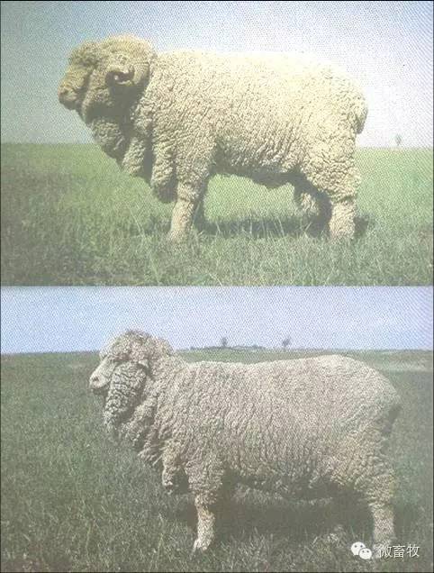 现在羊的品种最好的是什么品种,羊品种大全
