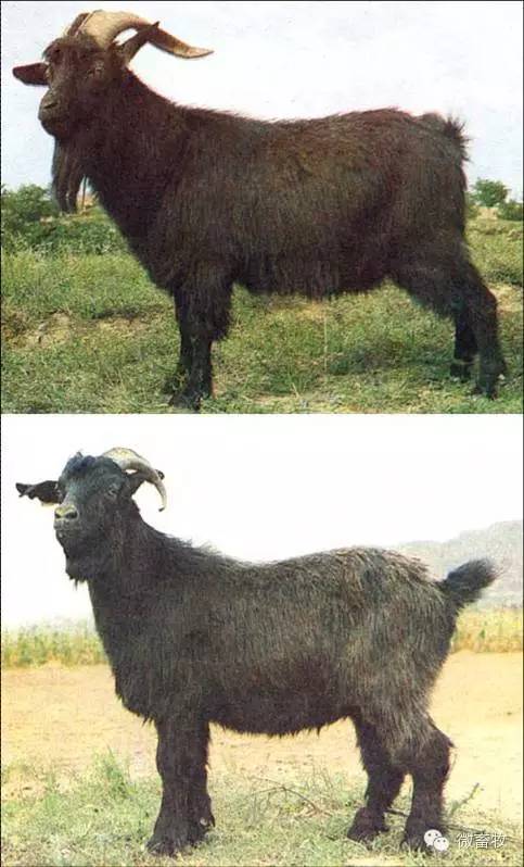 现在羊的品种最好的是什么品种,羊品种大全
