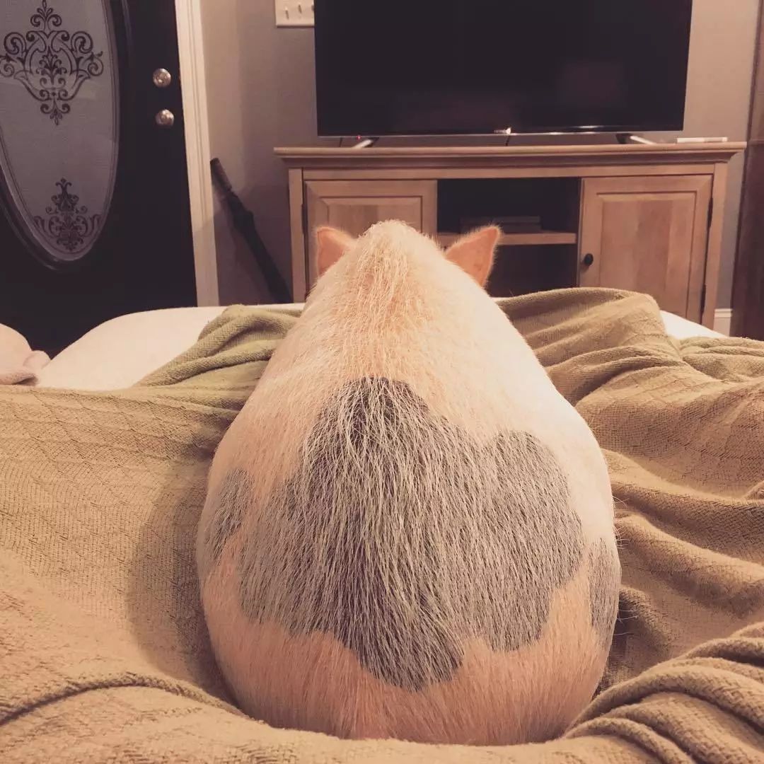 揭穿身边的骗局文章,揭穿新骗局视频