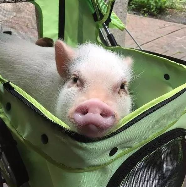 揭穿身边的骗局文章,揭穿新骗局视频