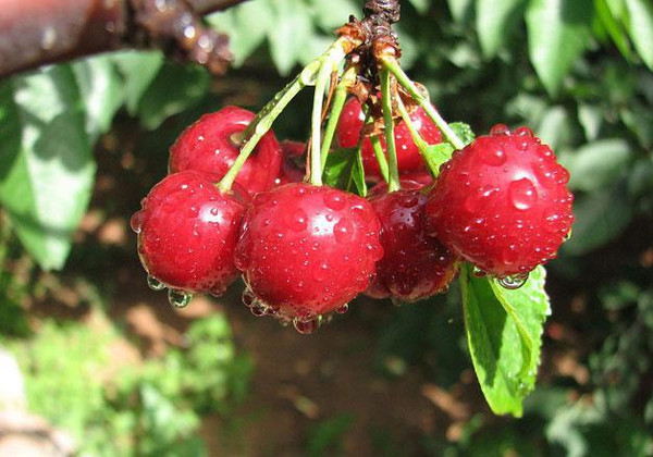 上海农家乐排名前十名,上海农家乐一日游推荐