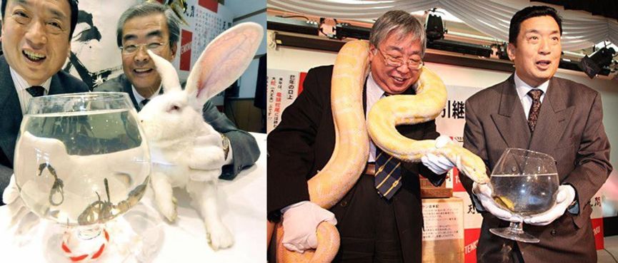 越南十二生肖为什么没有兔而是猫,十二生肖里有猫有蛇