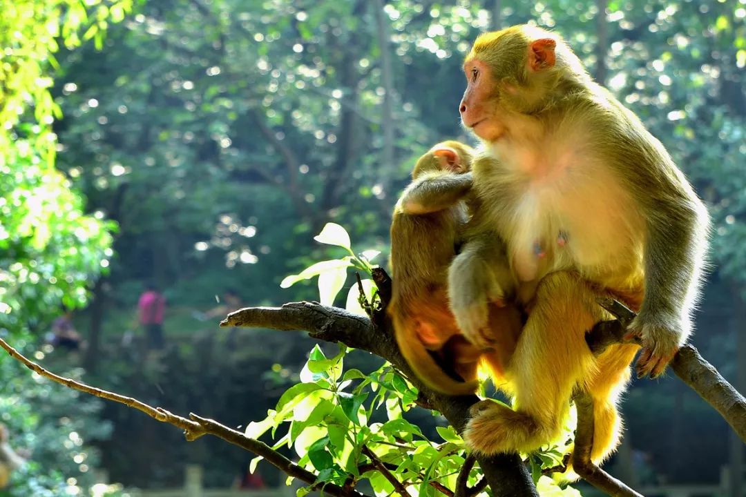 被贵州森林猴子咬伤有没有赔偿,被猴子咬伤怎么处理