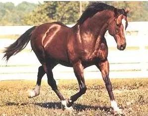 一滴精贵过一粒大钻石！“北方舞蹈家”一次配种费曾高达675万……