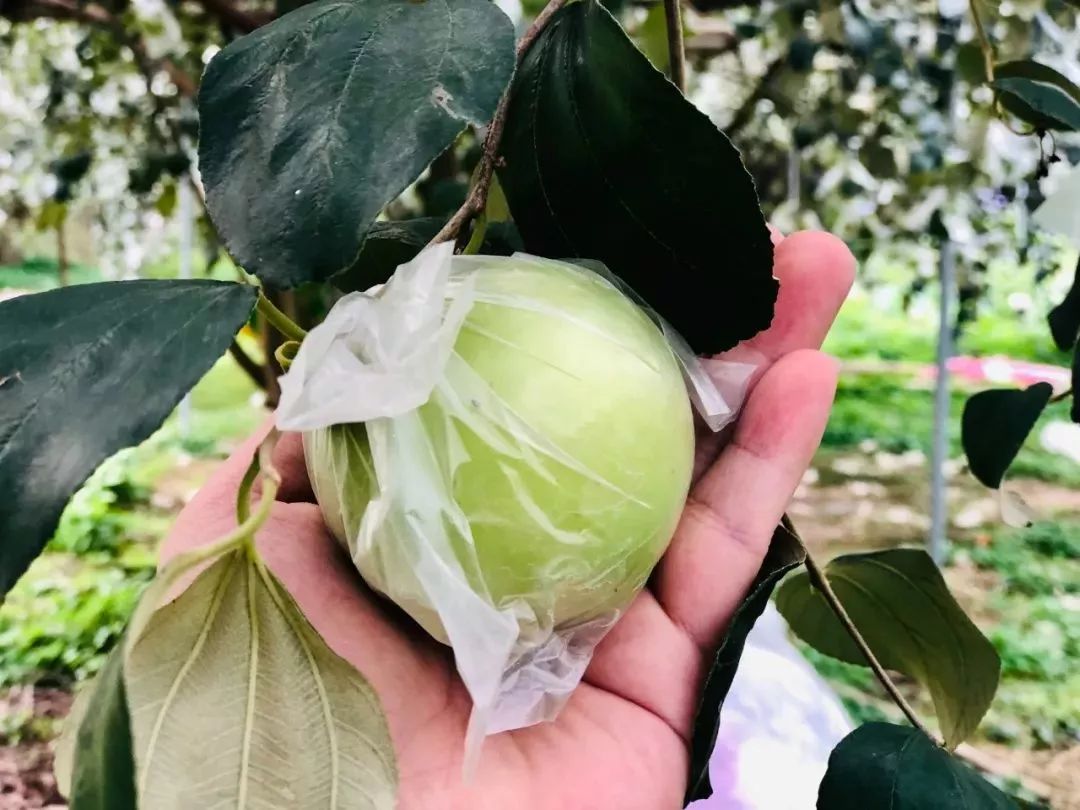 果蔬维c减脂丸,水果界的维c