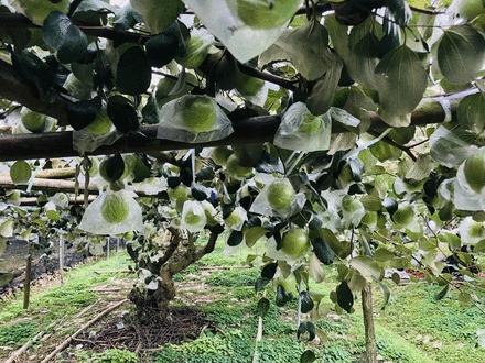 果蔬维c减脂丸,水果界的维c