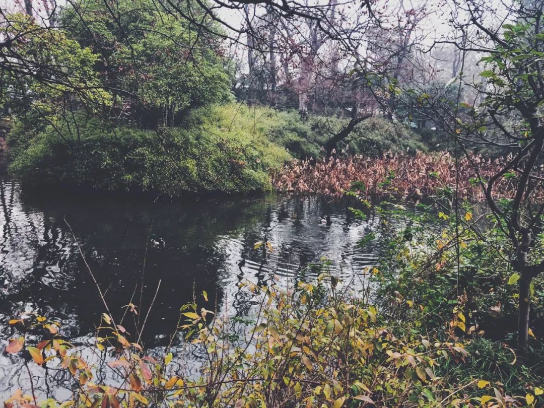 园林生活的真实感受,园林属于什么生态系统