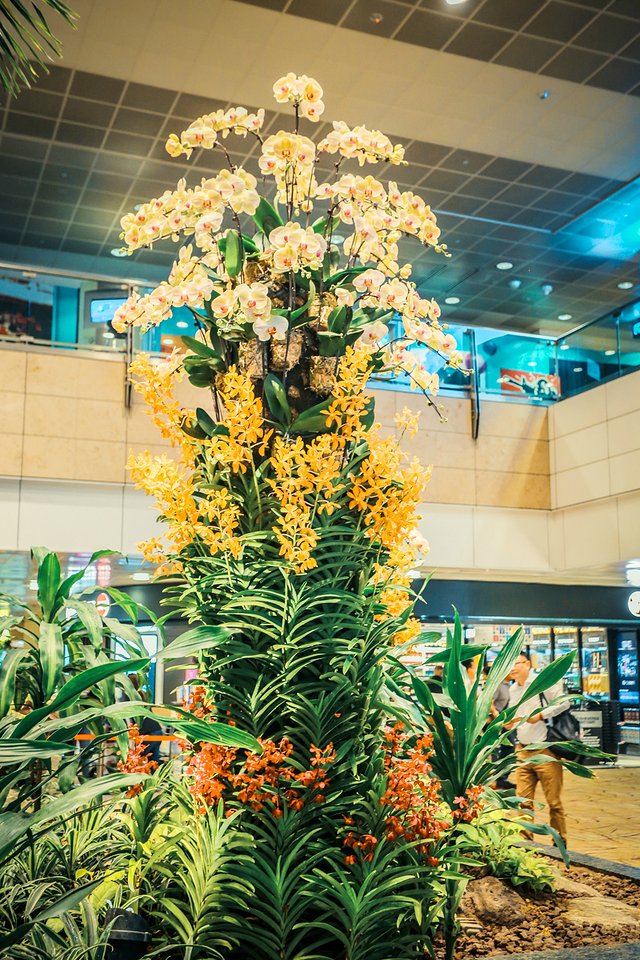 樟宜机场出境攻略,樟宜机场游玩攻略