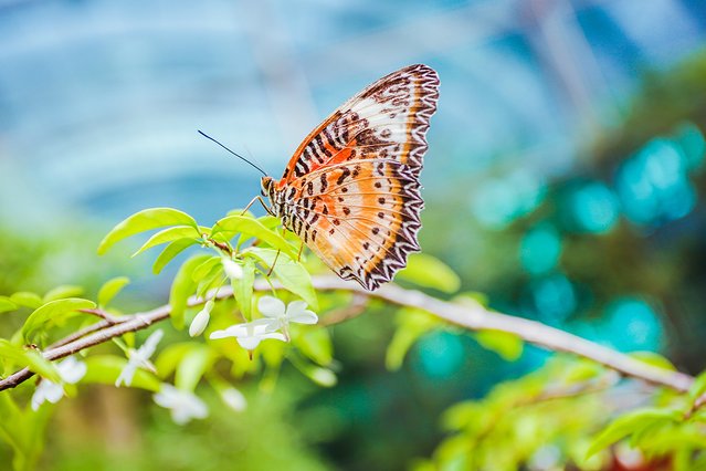 樟宜机场出境攻略,樟宜机场游玩攻略