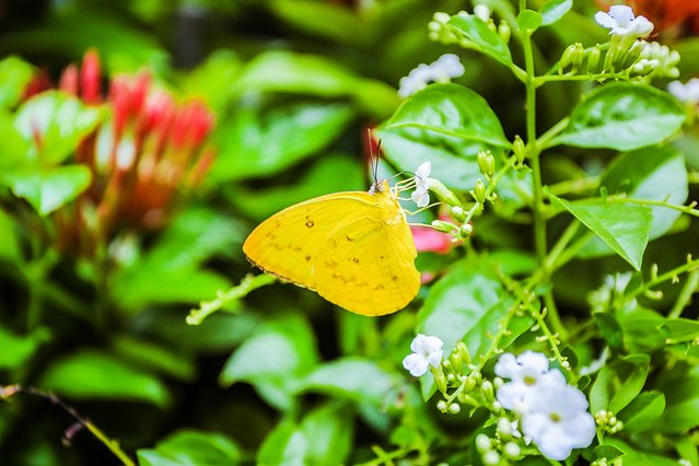 樟宜机场出境攻略,樟宜机场游玩攻略