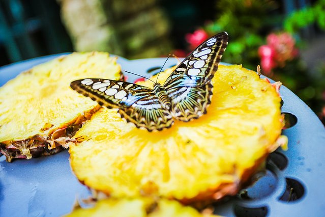 樟宜机场出境攻略,樟宜机场游玩攻略