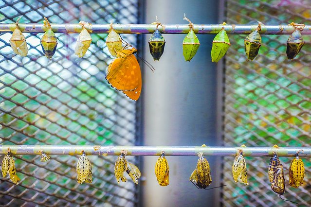 樟宜机场出境攻略,樟宜机场游玩攻略