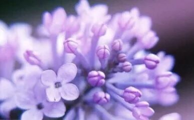 麻范儿好物|祖玛珑、圣罗兰……一口气买齐6支“大牌”香水,只花了我四十几块!