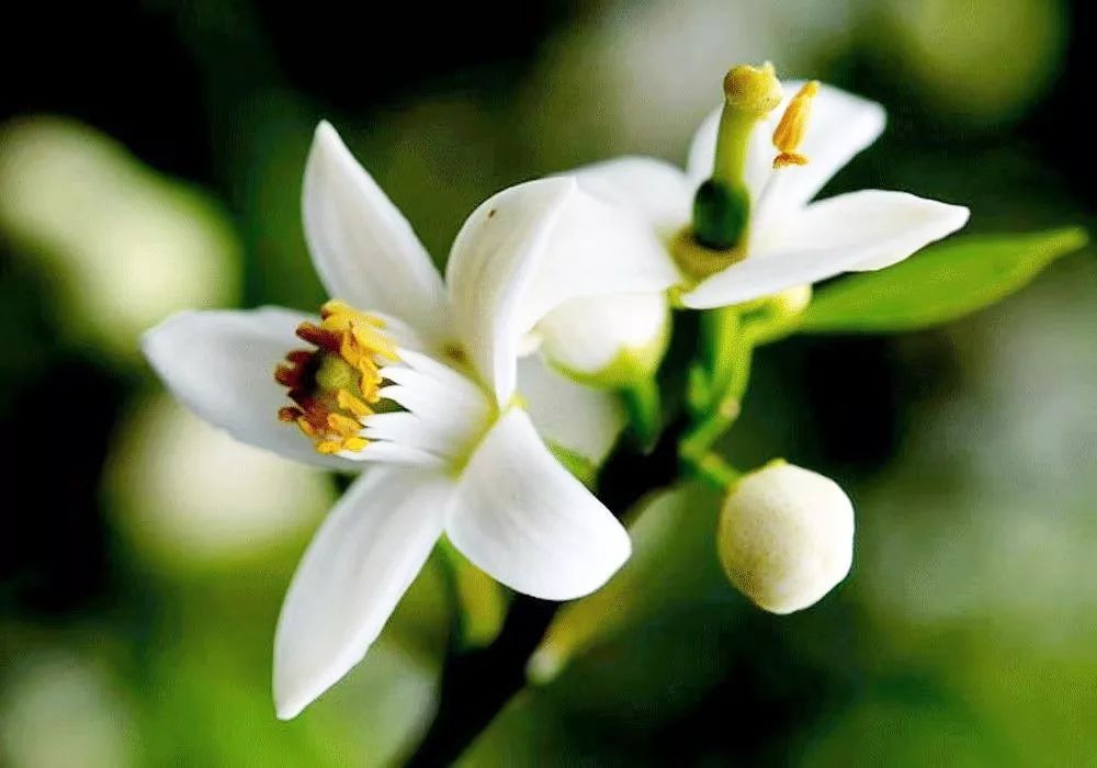 麻范儿好物|祖玛珑、圣罗兰……一口气买齐6支“大牌”香水,只花了我四十几块!