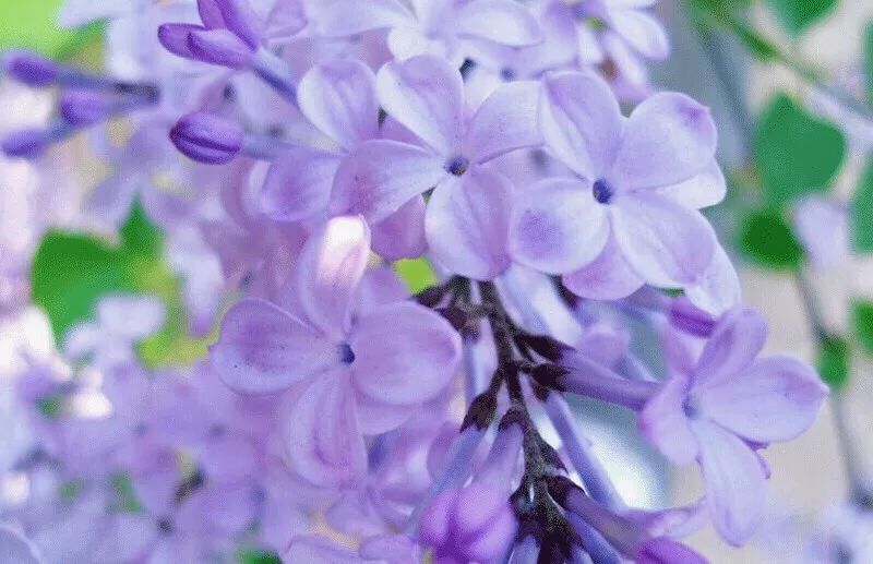 麻范儿好物|祖玛珑、圣罗兰……一口气买齐6支“大牌”香水,只花了我四十几块!