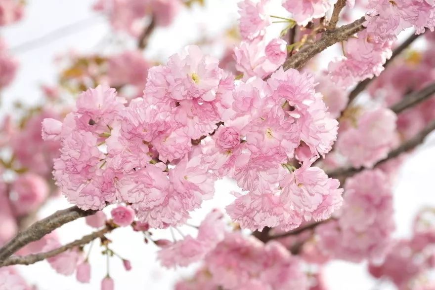 麻范儿好物|祖玛珑、圣罗兰……一口气买齐6支“大牌”香水,只花了我四十几块!