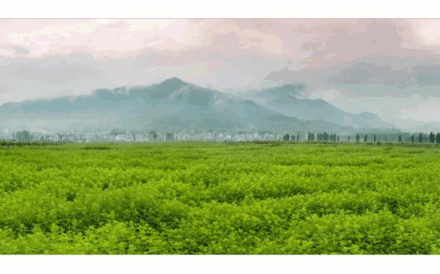 为什么妇科炎症总不好,为什么妇科炎症总是不好