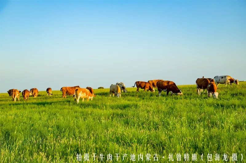 内蒙古的牛肉是最好的吗,内蒙古牛肉特别膻