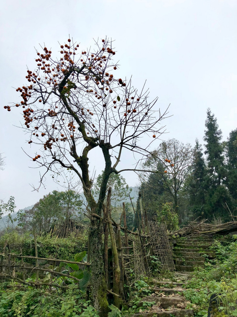 在世外桃源做傻子