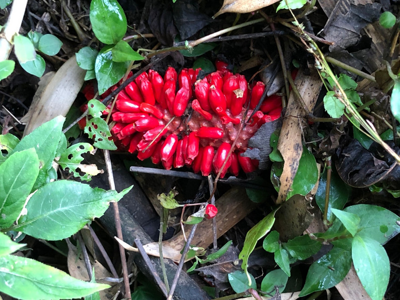 在世外桃源做傻子