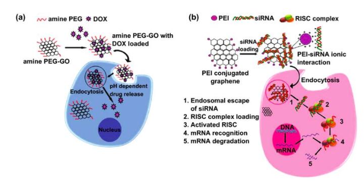 印度：科学家探索石墨烯在3D打印和生物医学应用中的奇迹和毒性