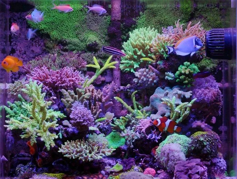 60海缸欣赏,60sps海缸鱼数量