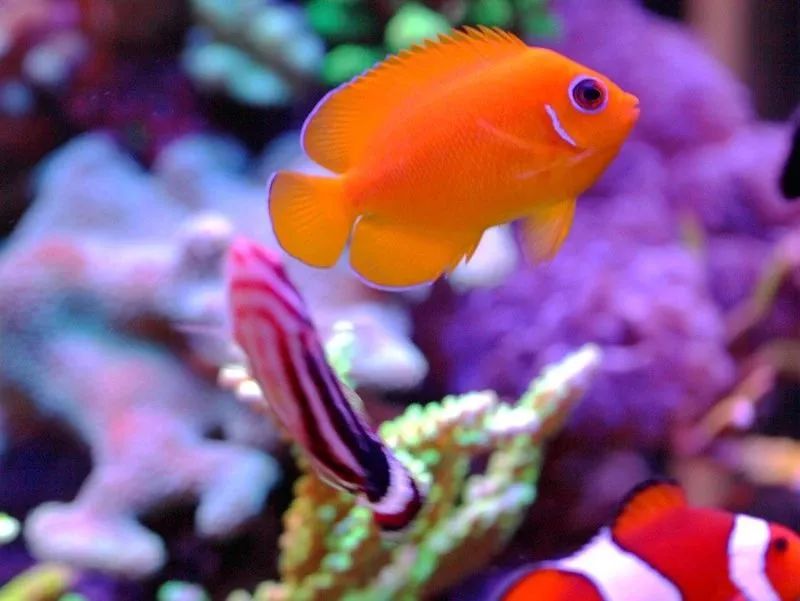 60海缸欣赏,60sps海缸鱼数量