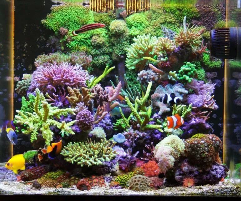 60海缸欣赏,60sps海缸鱼数量