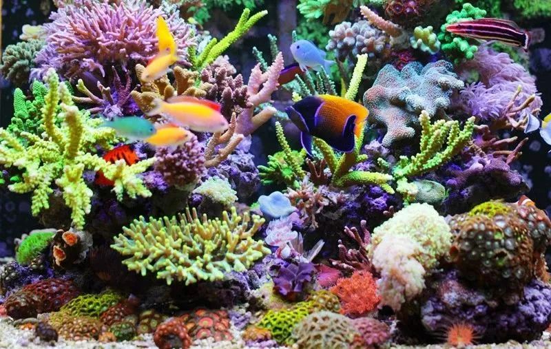 60海缸欣赏,60sps海缸鱼数量