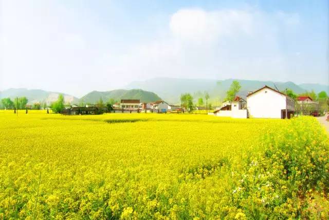 家乡的油菜花完整版,家乡的油菜花开了