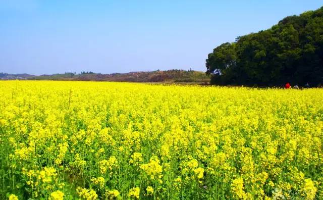 家乡的油菜花完整版,家乡的油菜花开了