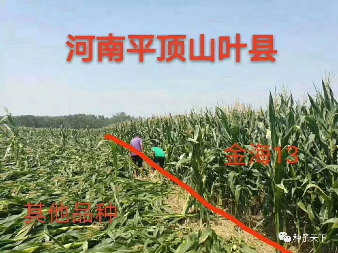 山东金海种业玉米种,全国十大玉米种业公司主打品种