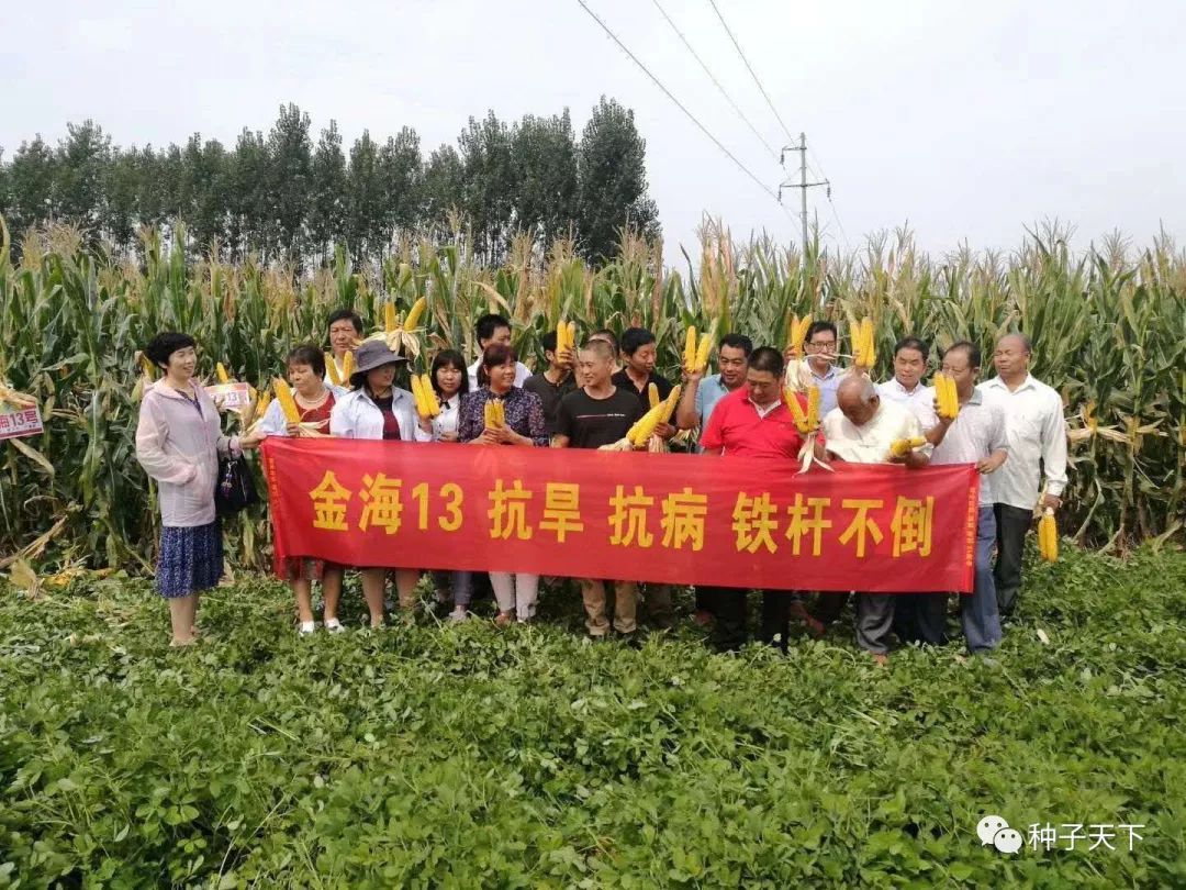 山东金海种业玉米种,全国十大玉米种业公司主打品种