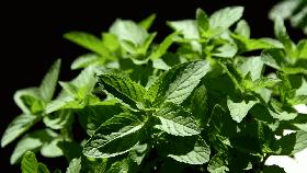 开车时犯困最简单的提神方法,开车吃什么提神不犯困