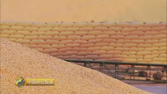 今年玉米种买什么种子好,2019年的玉米种子2021年种行吗