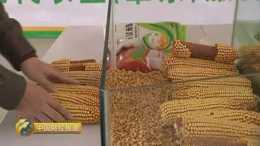 今年玉米种买什么种子好,2019年的玉米种子2021年种行吗