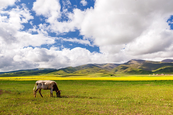 到青海湖旅游注意事项,去青海湖需要注意什么