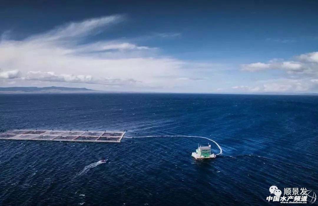 中国海鲜市场未来几年的发展,全球海鲜行业发展趋势