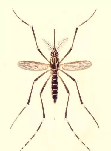 蚊子是怎么出现的科学原理,蚊子十大鲜为人知的科学事实